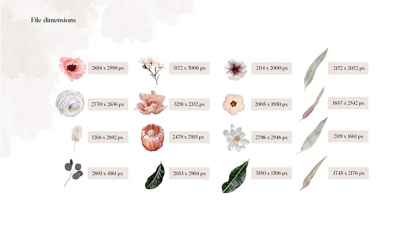 Claudia bouquet file dimensions