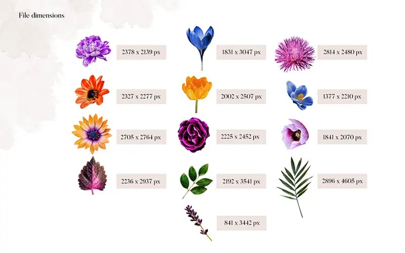 Emily bouquet file dimensions