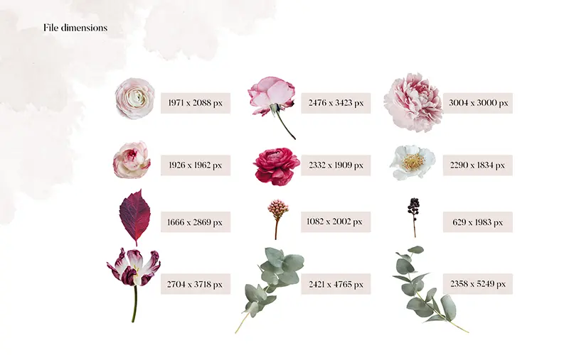 Griselda bouquet file dimensions