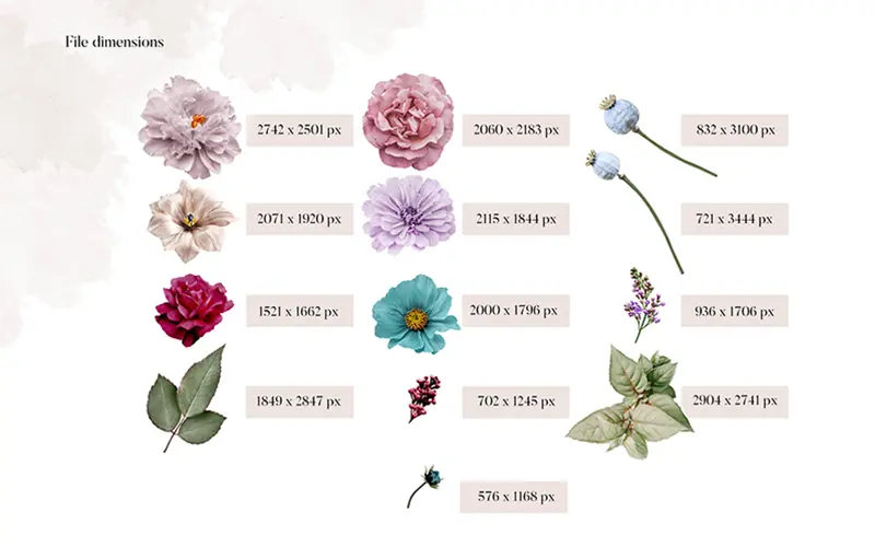 Sisi bouquet banner image