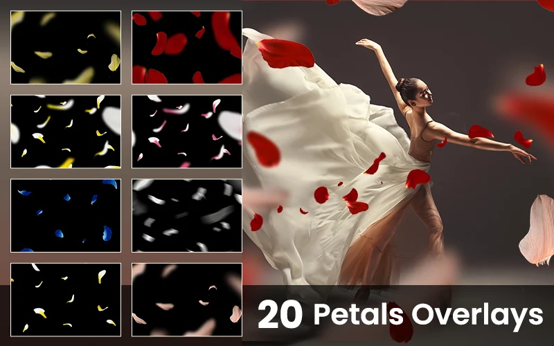 Rose petals Overlays, petal overlay
