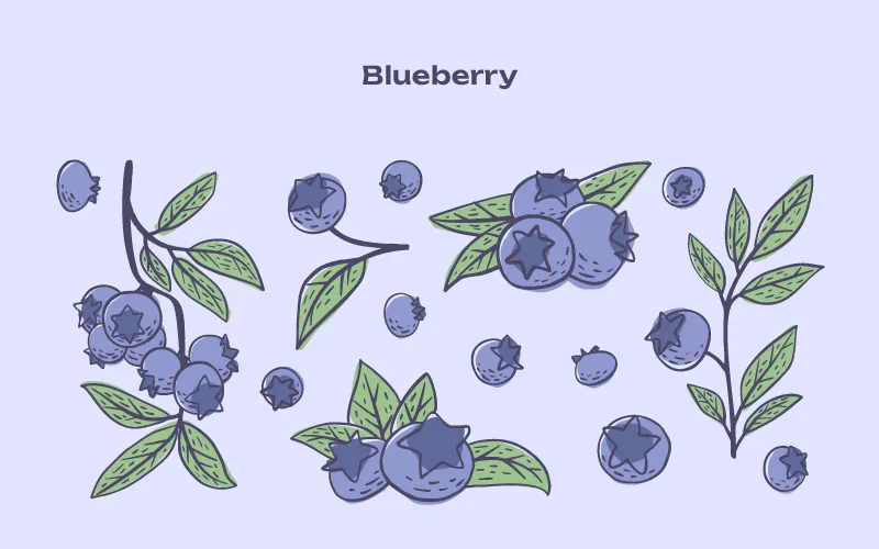 Blueberry illustrations preview