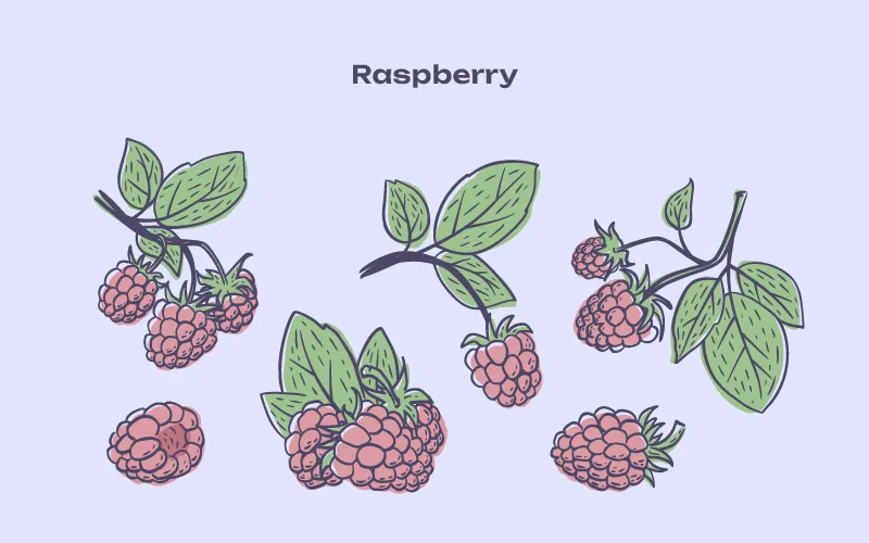 Raspberry illustrations preview