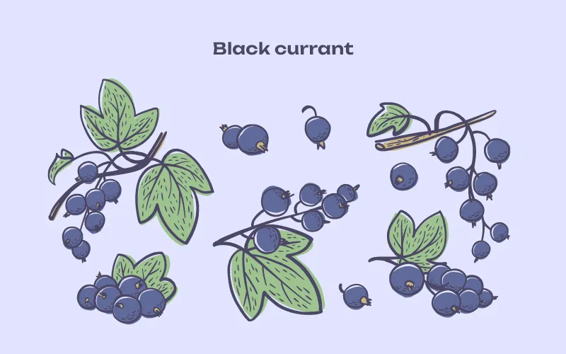 Black Currant illustrations preview